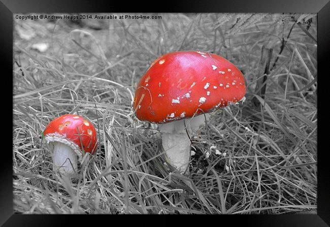  Red Fungi Framed Print by Andrew Heaps