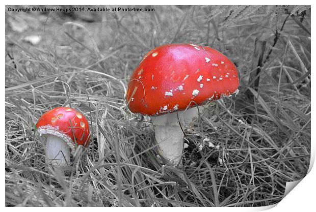 Red Fungi Print by Andrew Heaps