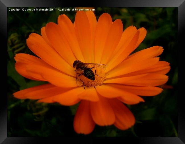  AFRICAN DAISY Framed Print by Jacque Mckenzie