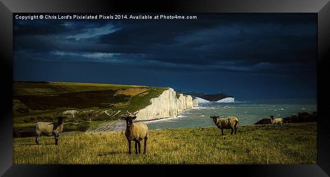  Four Sheep and Seven Sisters Framed Print by Chris Lord