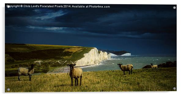  Four Sheep and Seven Sisters Acrylic by Chris Lord