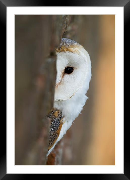  Peek-a-boo Owl Framed Mounted Print by Val Saxby LRPS