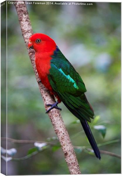  King Parrot Canvas Print by Sean Foreman
