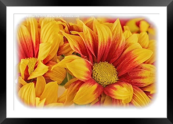  Chrysanthermum Closeup Framed Mounted Print by Brian Fry