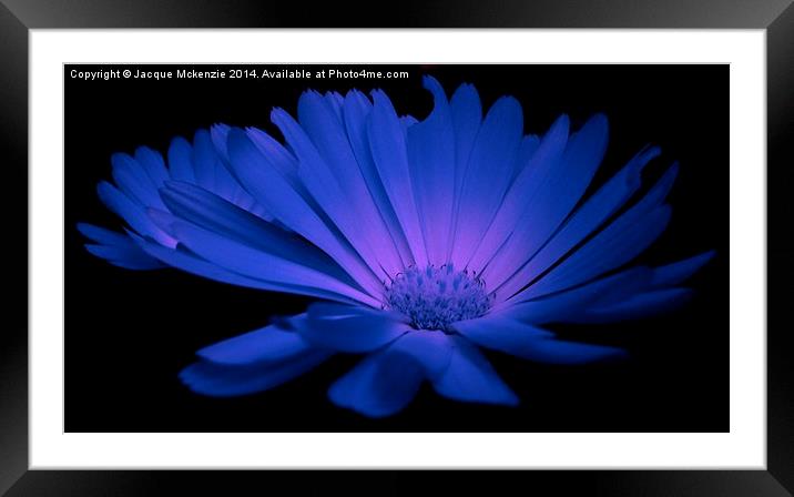  DAISY BLUE Framed Mounted Print by Jacque Mckenzie