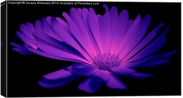  LILAC DAISY Canvas Print by Jacque Mckenzie