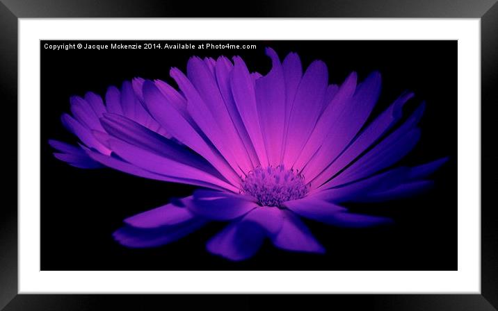  LILAC DAISY Framed Mounted Print by Jacque Mckenzie