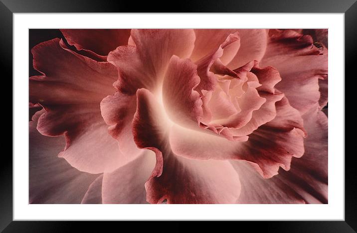 flower of the night Framed Mounted Print by Heather Newton