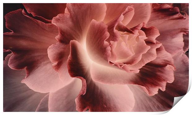 flower of the night Print by Heather Newton