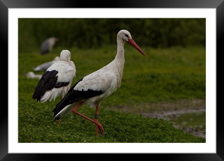 Stork Framed Mounted Print by Thomas Schaeffer