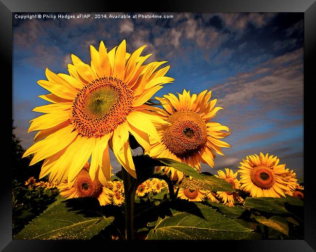  Sunflower 2 Framed Print by Philip Hodges aFIAP ,