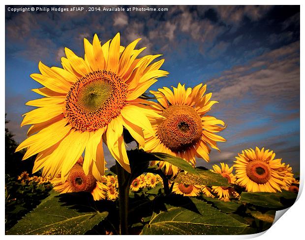  Sunflower 2 Print by Philip Hodges aFIAP ,