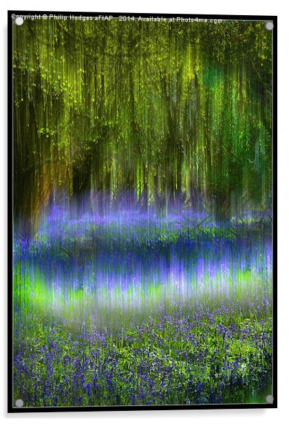  Ethereal Bluebells Acrylic by Philip Hodges aFIAP ,