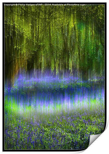  Ethereal Bluebells Print by Philip Hodges aFIAP ,