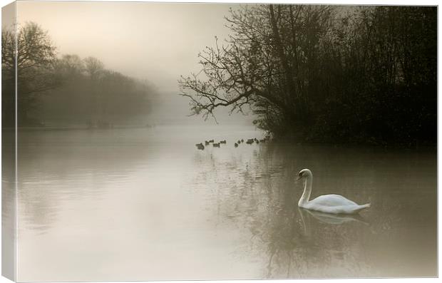  Swan Mist Canvas Print by Reza Sina
