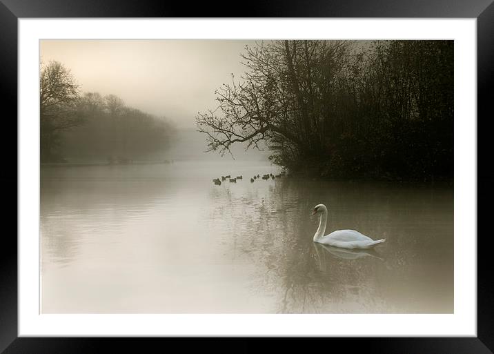  Swan Mist Framed Mounted Print by Reza Sina
