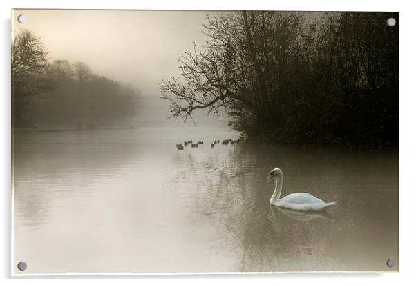 Swan Mist Acrylic by Reza Sina