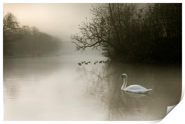  Swan Mist Print by Reza Sina