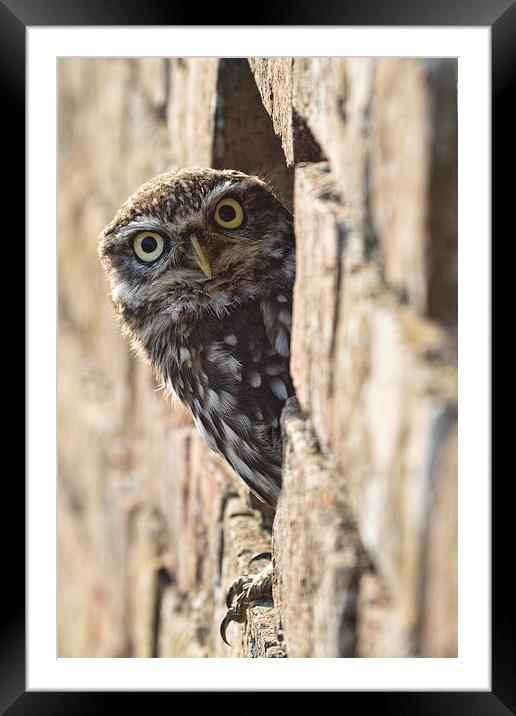  What you looking at! Framed Mounted Print by Val Saxby LRPS