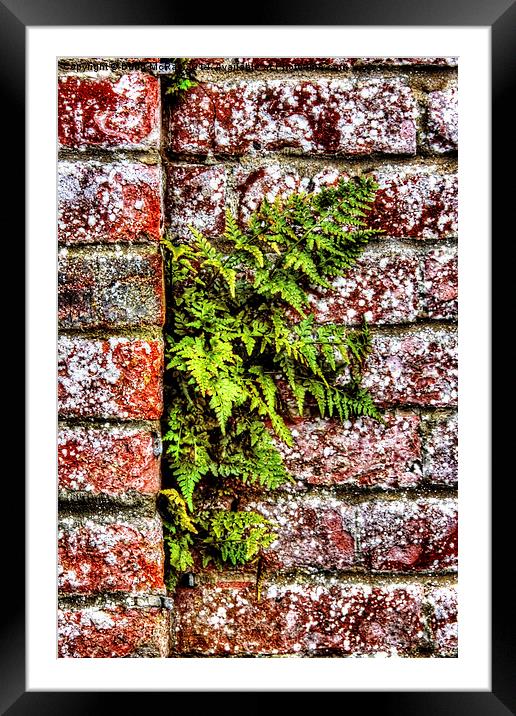  fern in wall Framed Mounted Print by Doug McRae