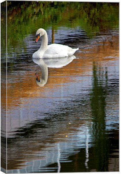  Swan Reflections Canvas Print by Darren Burroughs