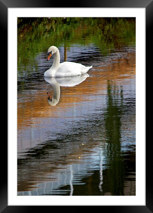  Swan Reflections Framed Mounted Print by Darren Burroughs
