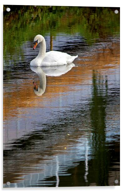  Swan Reflections Acrylic by Darren Burroughs
