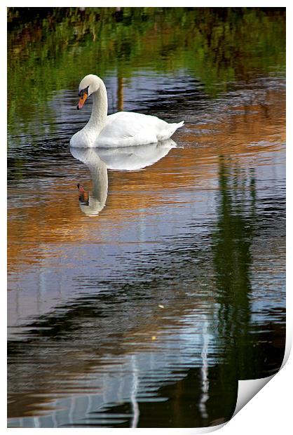  Swan Reflections Print by Darren Burroughs