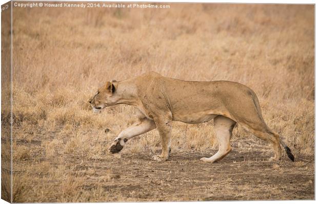Lioness stalking Canvas Print by Howard Kennedy