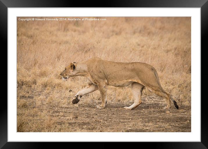 Lioness stalking Framed Mounted Print by Howard Kennedy