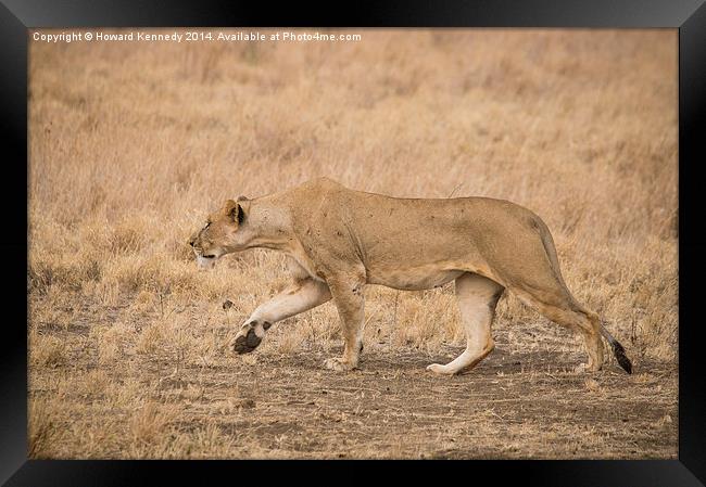 Lioness stalking Framed Print by Howard Kennedy