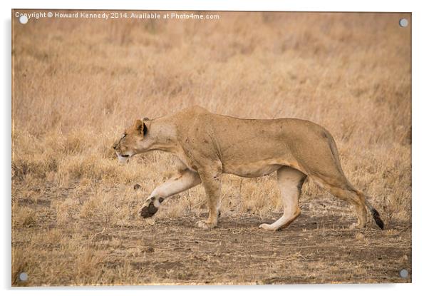 Lioness stalking Acrylic by Howard Kennedy