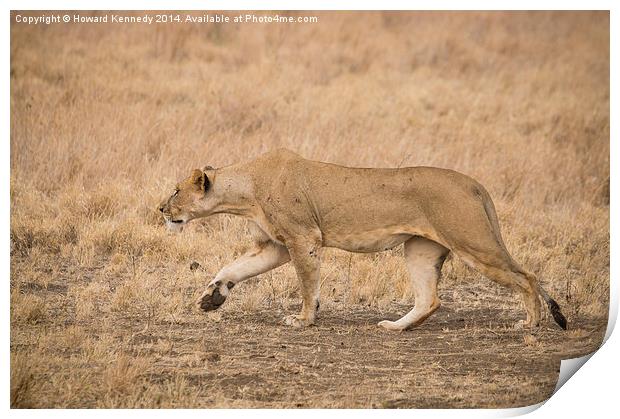 Lioness stalking Print by Howard Kennedy