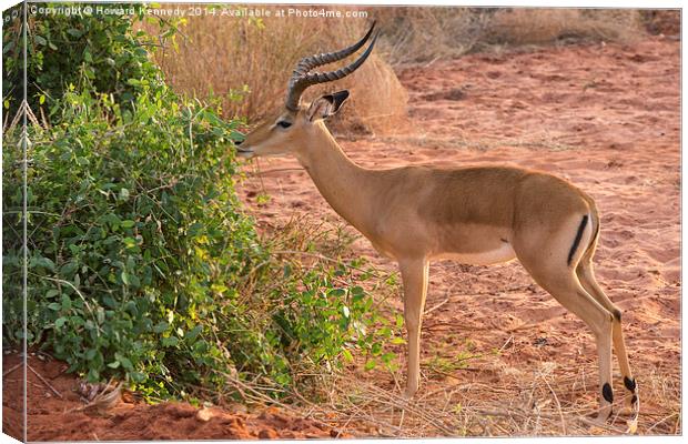 Male Impala Browsing Canvas Print by Howard Kennedy