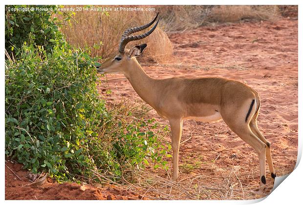 Male Impala Browsing Print by Howard Kennedy
