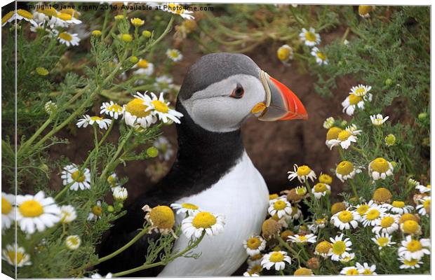  Puffin amongst the flowers Canvas Print by Jane Emery