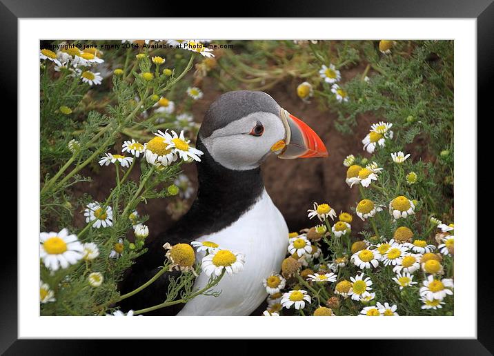  Puffin amongst the flowers Framed Mounted Print by Jane Emery