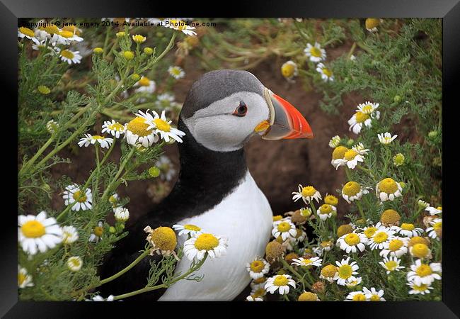  Puffin amongst the flowers Framed Print by Jane Emery
