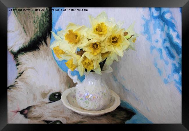 Daffodils Framed Print by Avril Harris