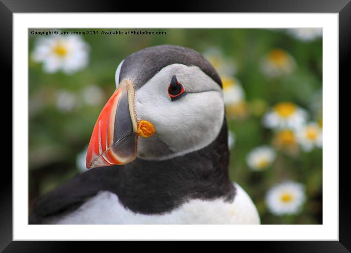  Puffin Framed Mounted Print by Jane Emery