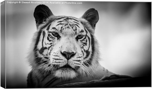 You looking at me! Canvas Print by Stewart Nicolaou