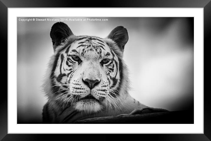 You looking at me! Framed Mounted Print by Stewart Nicolaou