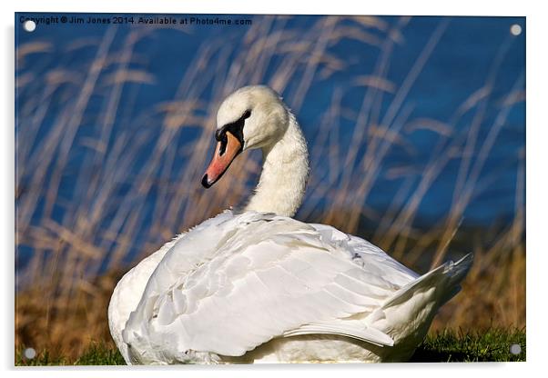  Mute Swan at Big Waters Acrylic by Jim Jones