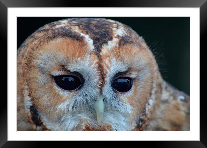  Tawny Owl Framed Mounted Print by Sean Morris