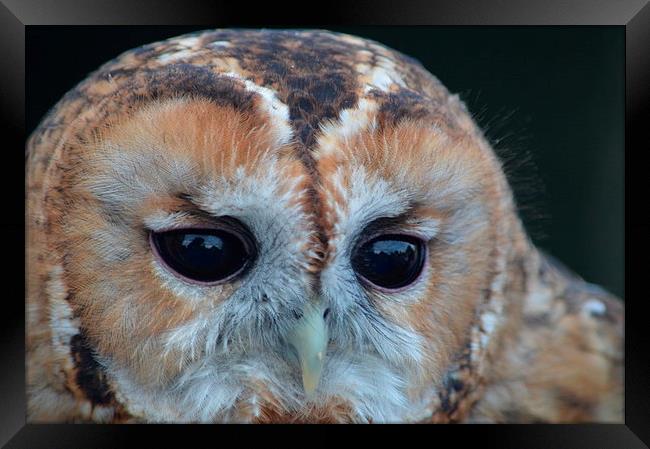  Tawny Owl Framed Print by Sean Morris