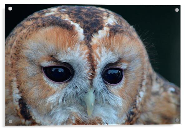  Tawny Owl Acrylic by Sean Morris