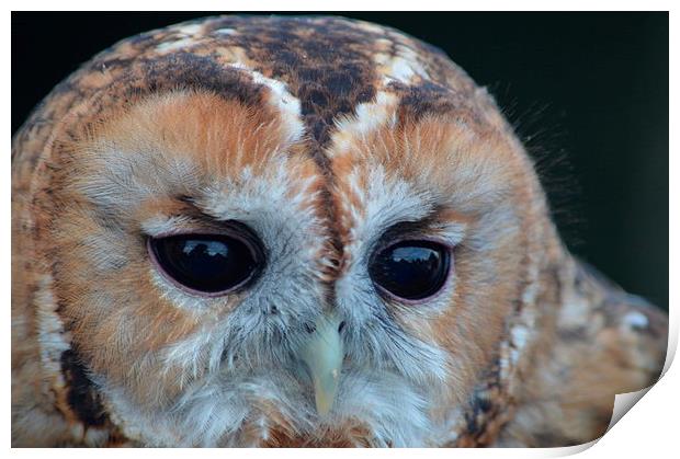  Tawny Owl Print by Sean Morris