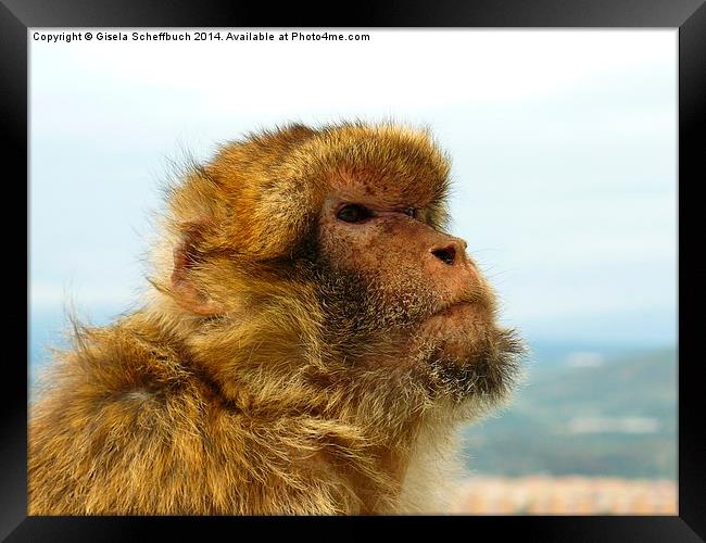  Gibraltar Macaque Framed Print by Gisela Scheffbuch