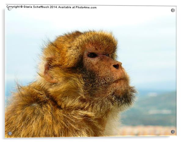  Gibraltar Macaque Acrylic by Gisela Scheffbuch