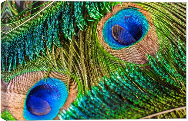 Peacock Eye And Sword Canvas Print by Steve Purnell